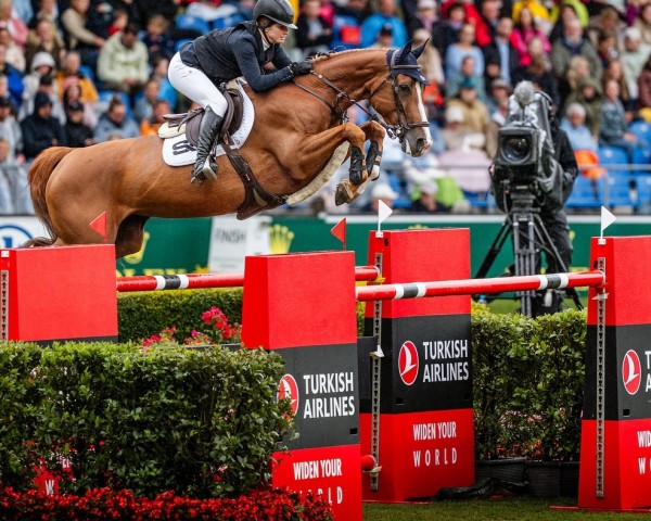 Zuchtstute Portobella van de Fruitkorf (Belgisches Warmblut, 2015, von Bamako de Muze)