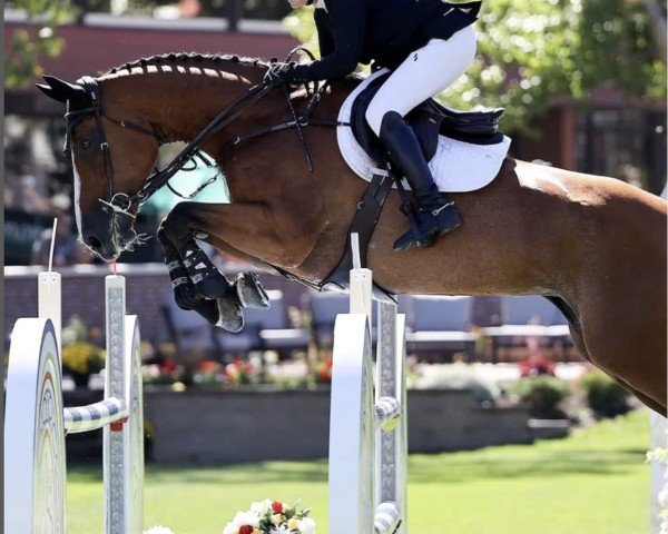 jumper Glacier ZF (Canadian Warmblood, 2011, from Sable Rose)