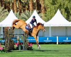 jumper Aviator Z (Zangersheide riding horse, 2012, from Breitling LS)