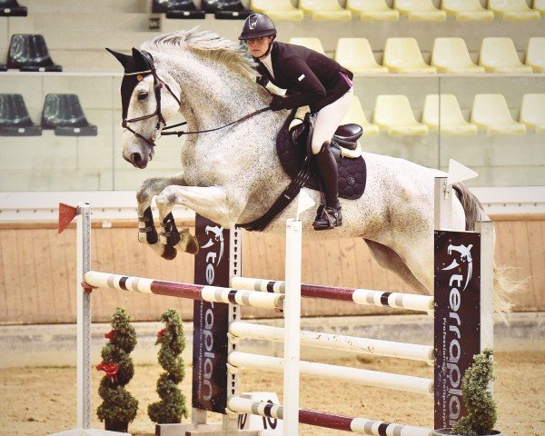 Springpferd Chwupdiwup 2 (Holsteiner, 2008, von Cassini II)