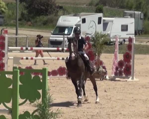 Springpferd Cupidon de Pleville (Selle Français, 2012, von Hickstead)