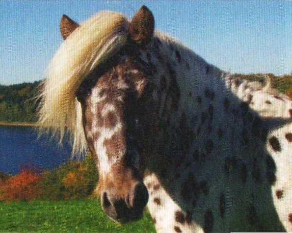 horse Ben (German Classic Pony, 2006, from Blastou v.Clus)