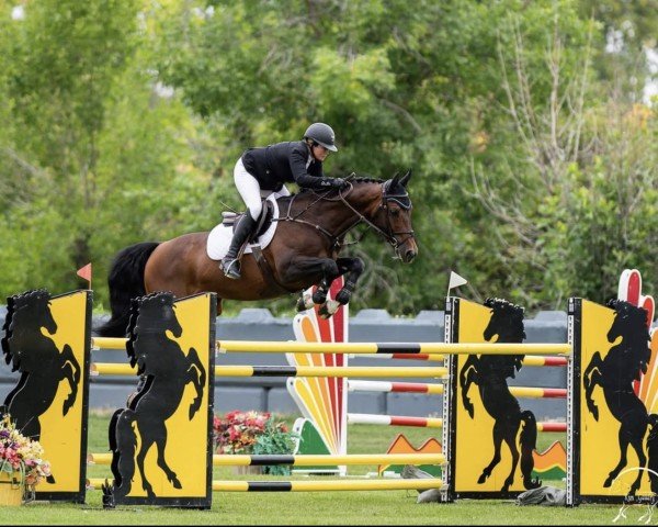 Springpferd Gallup (KWPN (Niederländisches Warmblut), 2011, von Hickstead)