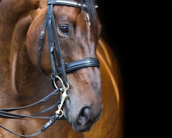 dressage horse Santus 8 (Oldenburg, 1998, from Sergeant Pepper I)