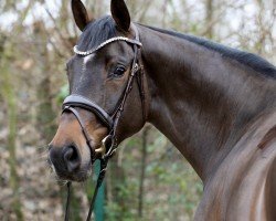 Springpferd Gigi Hadid 4 (Oldenburger Springpferd, 2019, von Conthargos)