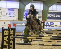 jumper Valon (Swedish Warmblood, 2010, from Chairman Ls La Silla)