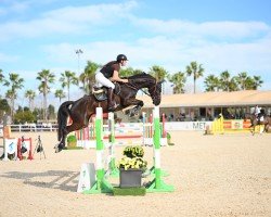 jumper Ecstasy Queen (Hungarian Warmblood, 2018, from Aranykapu Qualytano)