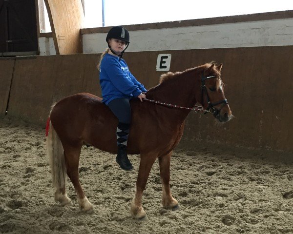 dressage horse Lehmann's Winnie Pooh (Welsh mountain pony (SEK.A), 2013)