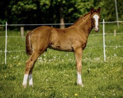 Pferd Devanport (Oldenburger, 2020, von Don Deluxe)