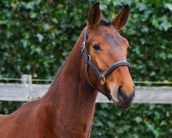 Springpferd Privot Drive Waldstar Z (Zangersheide Reitpferd, 2020, von Pegasus van't Ruytershof) Springpferd Privot Drive Waldstar Z (Zangersheide Reitpferd, 2020, von Pegasus van't Ruytershof)
