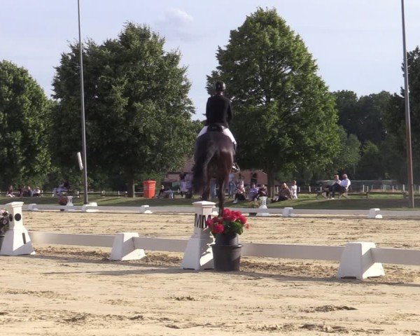 Reitturnier Münster-Roxel 2025