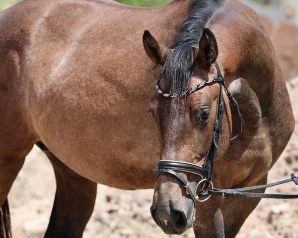 horse Zalourado VEC (Holsteiner, 2022, from Zuccero Hv)