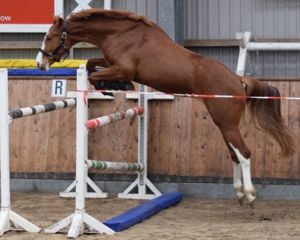 stallion Constelar I. von Captain Olympic (German Warmblood, 2018, from Captain Olympic)