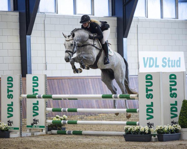 Deckhengst Pardino VDL (KWPN (Niederländisches Warmblut), 2020, von Zirocco Blue)