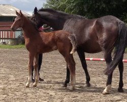 Pferd Stute von Coreandro / Calato (Holsteiner, 2020, von Coreandro)