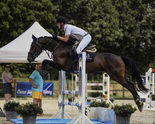 jumper Chikira 4 (German Sport Horse, 2018, from Chigaru)