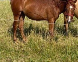 Pferd Kitty Metallic Cat (Quarter Horse, 2024)