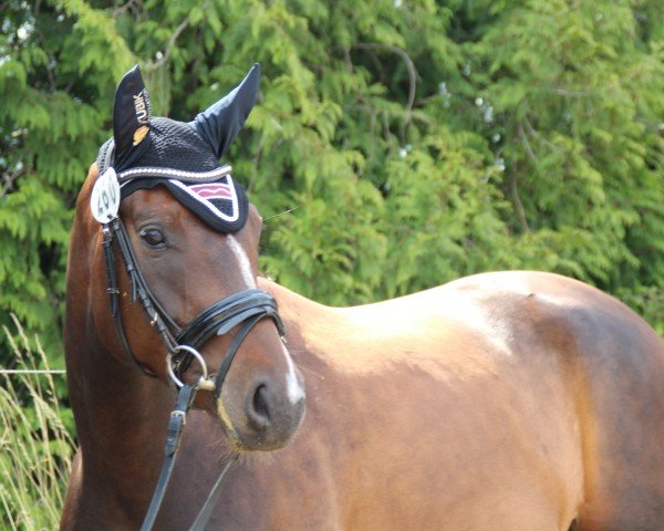 horse Susi Sorglos 18 (Oldenburg, 2020) horse Susi Sorglos 18 (Oldenburg, 2020)