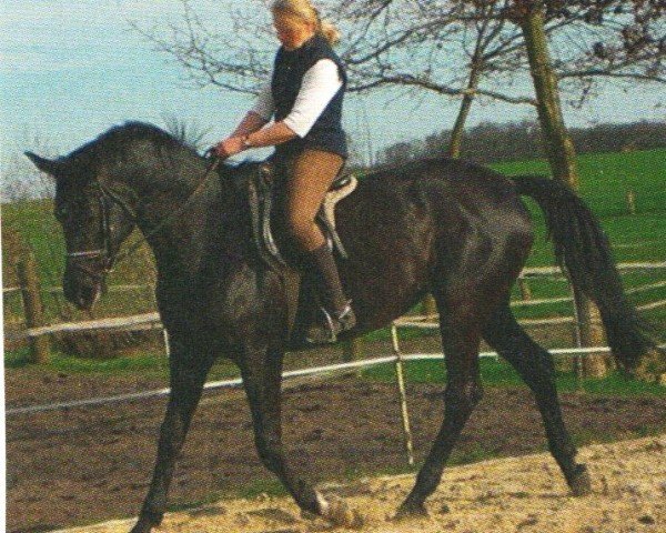horse Kaprice 80 (Trakehner, 2001, from Kasparow)