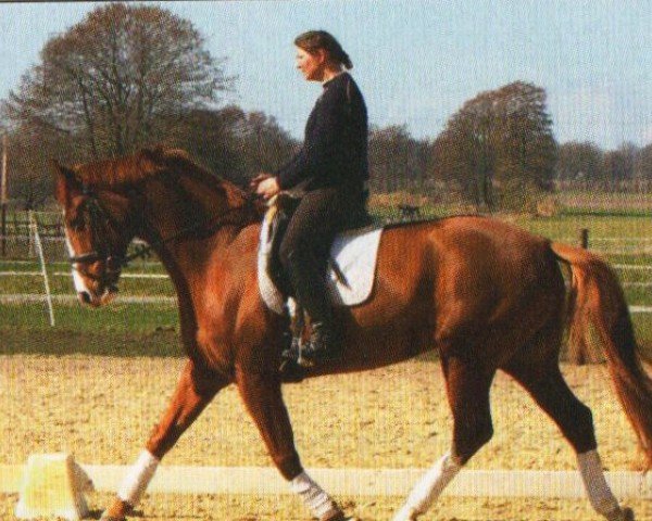 horse Weltregentin (Hanoverian, 2006, from Weltregent H)