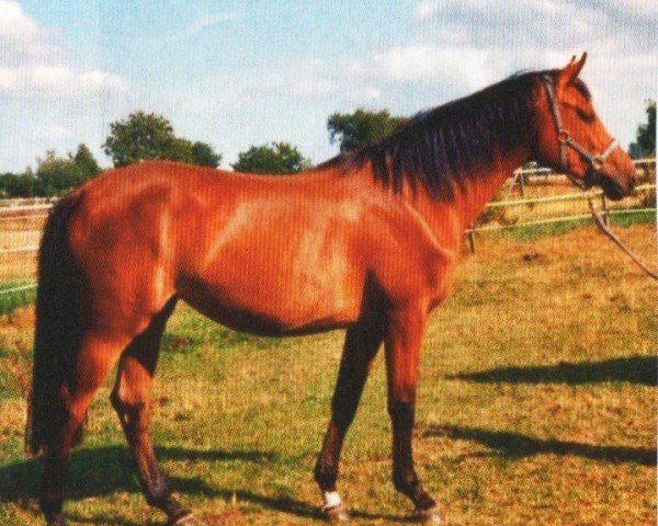 horse Lorena (German Warmblood, 2008, from Semper)