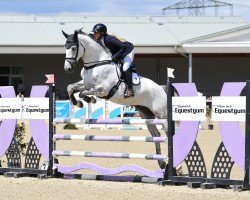 jumper Saguaro (Slovakian Warmblood, 2019, from Noowanda Semilly)