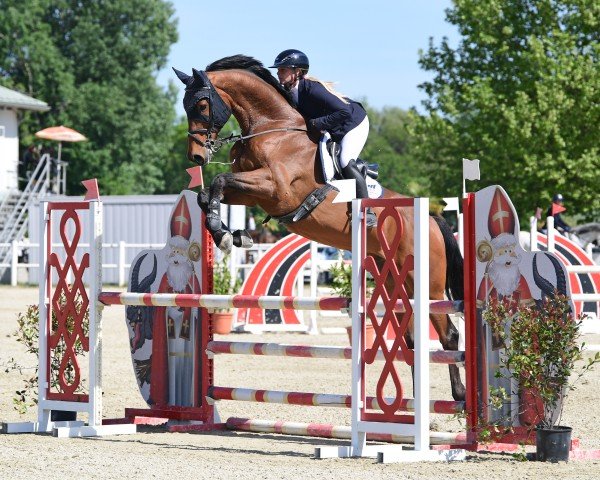 jumper Livingstone Gph (KWPN (Royal Dutch Sporthorse), 2016, from Comme il Faut)