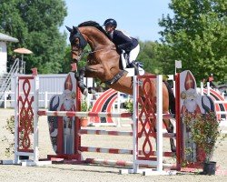 jumper Livingstone Gph (KWPN (Royal Dutch Sporthorse), 2016, from Comme il Faut)