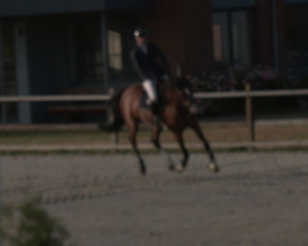 Reitturnier Westergellersen 2025