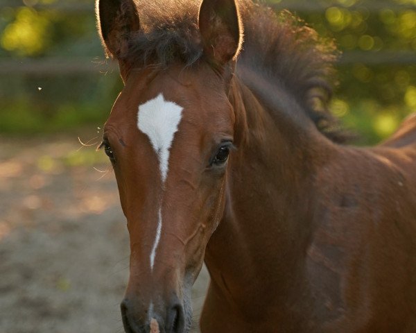 Springpferd Coolman K 3 (Rheinländer, 2020, von Coreandro)