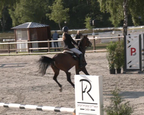 Reitturnier Westergellersen 2025