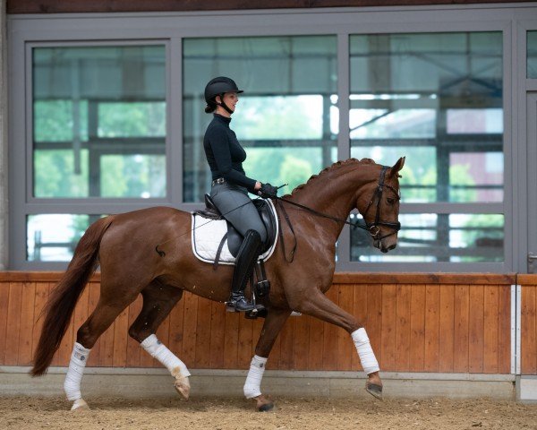 Dressurpferd Bernay's Bijou (Hannoveraner, 2020, von Bernay)