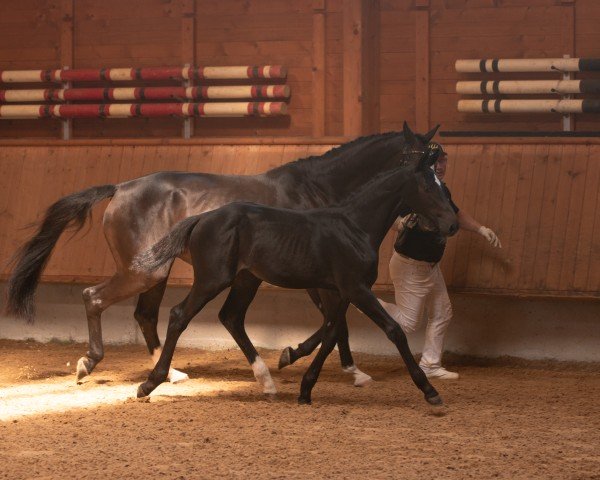 horse Con La Bella Luna (German Sport Horse, 2024, from DSP Con Spirit)