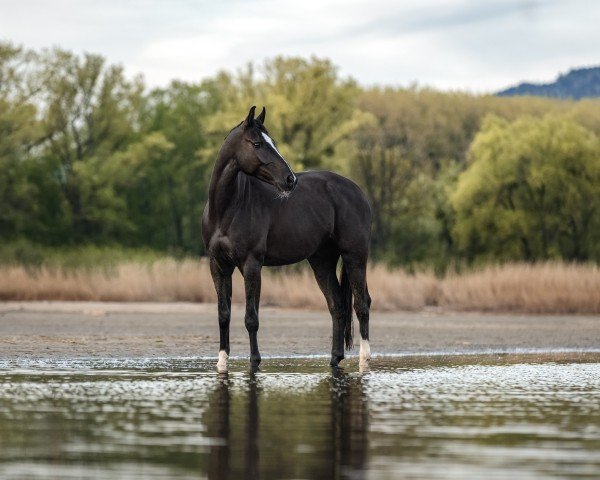 broodmare PBM Latina (German Sport Horse, 2018, from Lexicon)