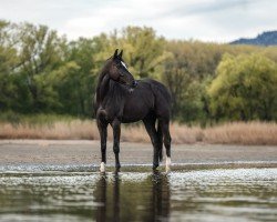 broodmare PBM Latina (German Sport Horse, 2018, from Lexicon)