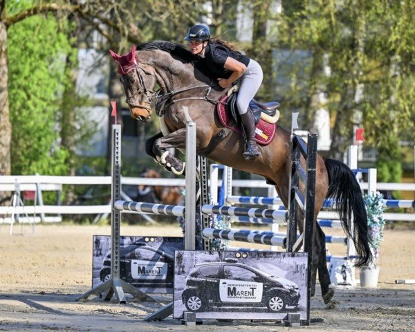 Springpferd Navarone S (KWPN (Niederländisches Warmblut), 2018, von Erco van het Roosakker)