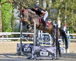 Springpferd Navarone S (KWPN (Niederländisches Warmblut), 2018, von Erco van het Roosakker)