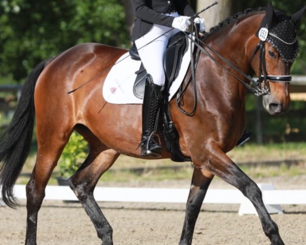 Dressurpferd Distelblume E.a. (Trakehner, 2009, von Kaiserkult TSF)