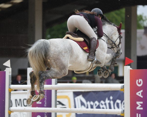 Springpferd Ona van het Indihof (Belgisches Warmblut, 2014, von Deauville van T&L)