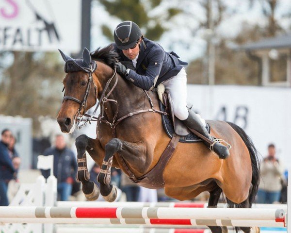 jumper Bentley V.D.M. (KWPN (Royal Dutch Sporthorse), 2006, from Namelus R)