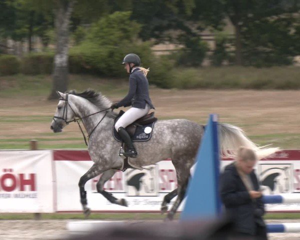 Reitturnier Westergellersen 2025