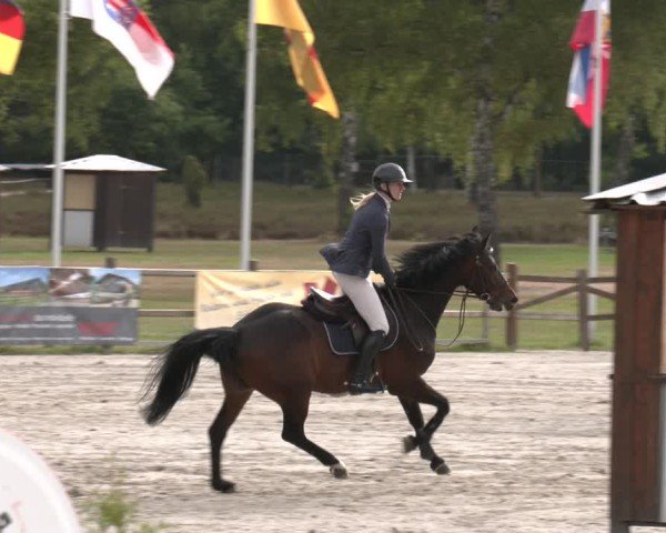 Reitturnier Westergellersen 2025