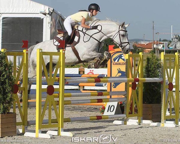jumper Casparo 10 (Westphalian, 2004, from Contini)