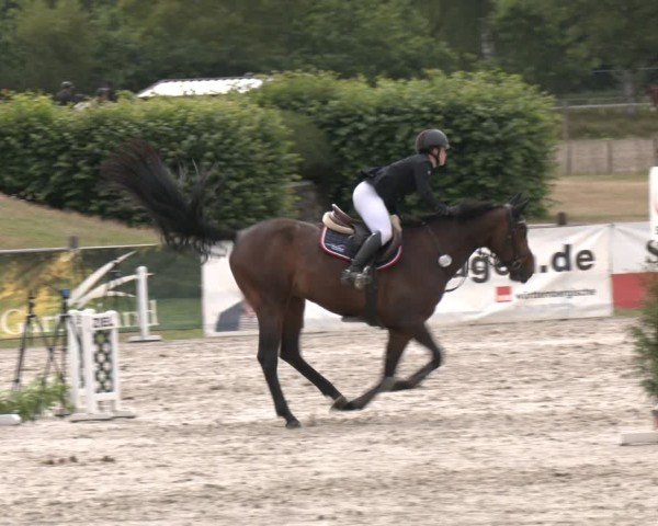 Reitturnier Westergellersen 2025