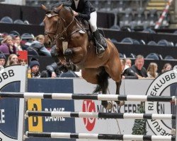 jumper Toberdino (Swedish Warmblood, 2015, from Diarado)
