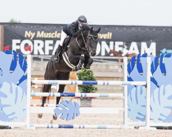 Springpferd Kobe (KWPN (Niederländisches Warmblut), 2015, von No Limit)