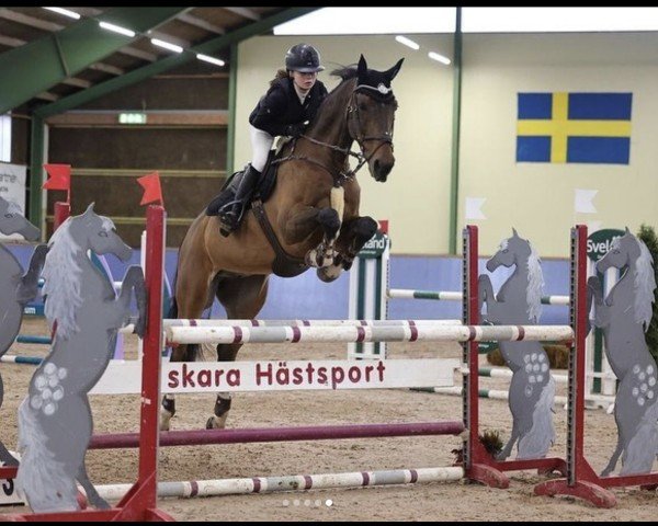 jumper Frits O (KWPN (Royal Dutch Sporthorse), 2010, from Calvaro Z)
