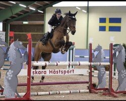 Springpferd Frits O (KWPN (Niederländisches Warmblut), 2010, von Calvaro Z)