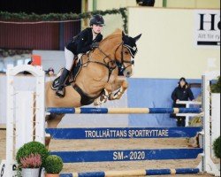 jumper K. Arabon (KWPN (Royal Dutch Sporthorse), 2010)