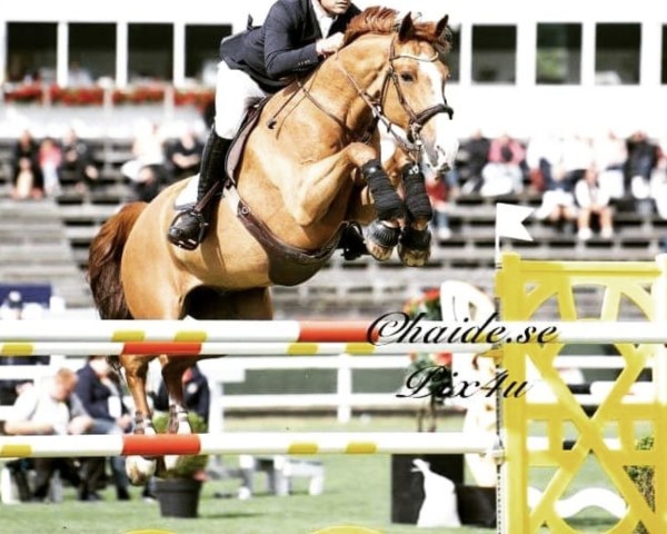 Springpferd Khan v/d Donkhoeve (Belgisches Warmblut, 2010, von Vagabond de la Pomme) Springpferd Khan v/d Donkhoeve (Belgisches Warmblut, 2010, von Vagabond de la Pomme)